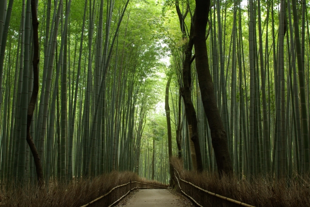 竹林の小径/Road of Bamboo Forest